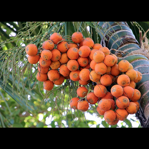 Areca nut