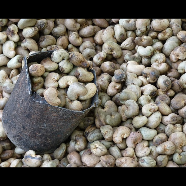 Cashew nut