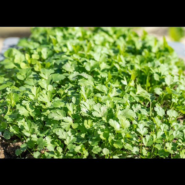 Coriander leaves