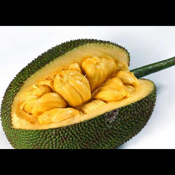 Jack Fruit