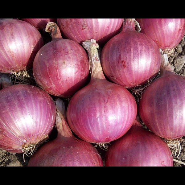 Onion